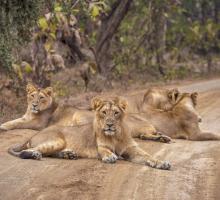 Gir National Park - Sasan Gir